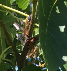 Magicicada septendecim