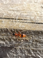 Gelis melanocephalus