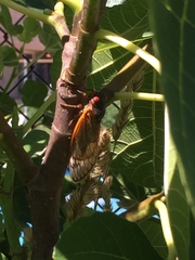 Magicicada septendecim