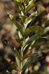 Combretum erythrophyllum