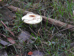 Amanita farinacea