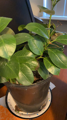 Magnoliopsida