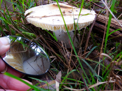 Amanita farinacea