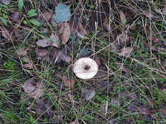 Amanita farinacea