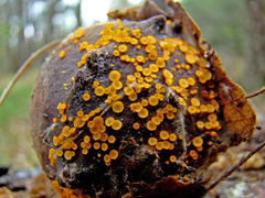 Arachnopeziza aurelia