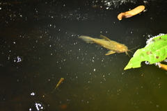Callichthyidae