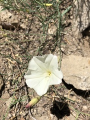 Calystegia longipes