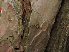 Phyllobius argentatus