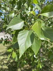 Populus