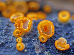 Arachnopeziza aurelia