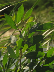 Tessaria integrifolia