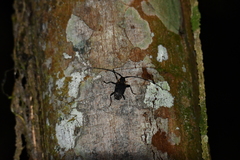 Polyrhaphis fabricii