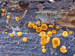 Arachnopeziza aurelia