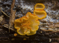 Arachnopeziza aurelia