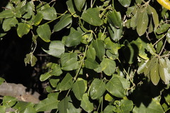 Araujia sericifera