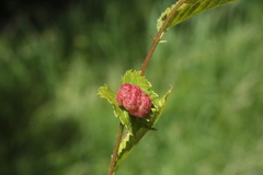 Tetraneura caerulescens