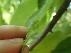 Pachypsylla celtidisumbilicus