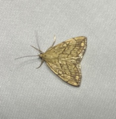 Evergestis pallidata