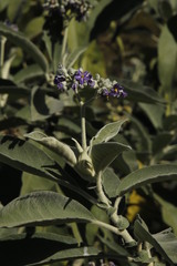 Solanum mauritianum