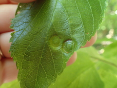 Pachypsylla celtidisumbilicus