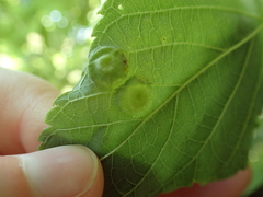 Pachypsylla celtidisumbilicus