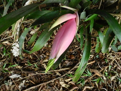 Billbergia