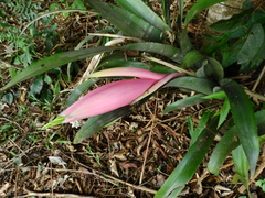Billbergia