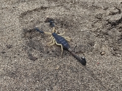 Centruroides fulvipes