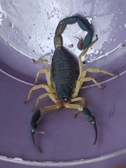 Centruroides fulvipes