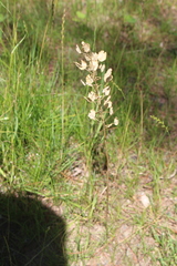 Thlaspi arvense
