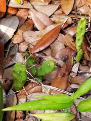 Opuntia drummondii