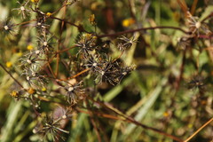Bidens pilosa