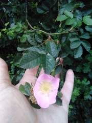 Rosa rubiginosa