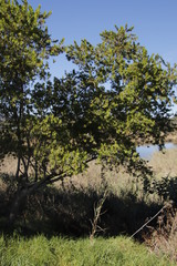 Combretum erythrophyllum