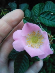 Rosa rubiginosa
