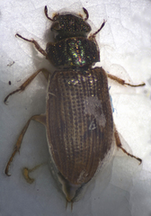 Helophorus brevipalpis