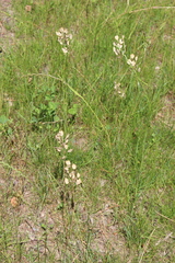 Thlaspi arvense