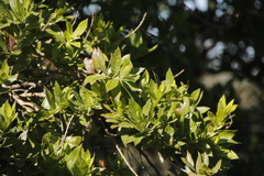 Combretum erythrophyllum