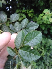 Rosa rubiginosa