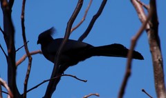 Corythaixoides concolor bechuanae