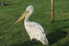 Pelecanus crispus