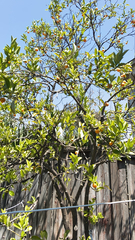 Magnoliopsida