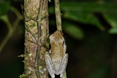 Osteocephalus planiceps
