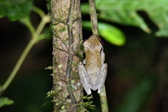 Osteocephalus planiceps