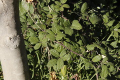 Rubus