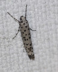 Yponomeuta internellus