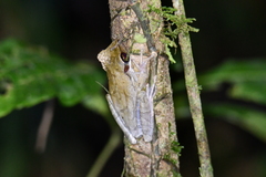 Osteocephalus planiceps