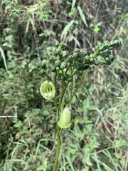Helieae