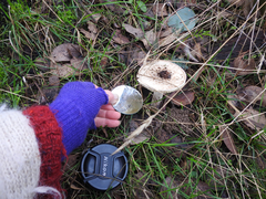 Amanita farinacea