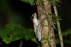 Osteocephalus planiceps